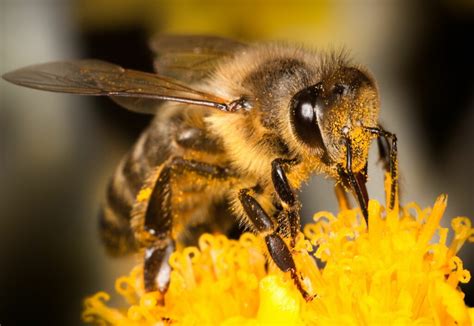 Do bees like the smell of cloves?