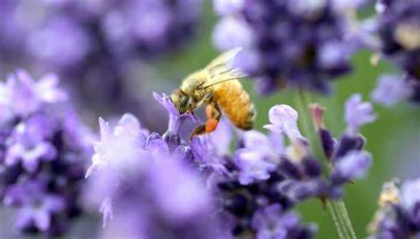 Do bees like the smell of lavender?