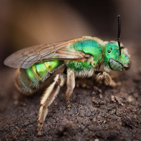 Do bees like the smell of sweat?