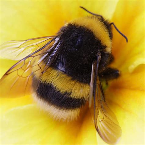 Do bees like to be pet?
