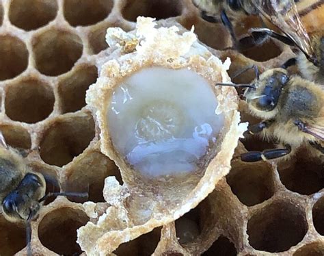 Do bees make royal jelly?