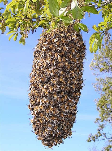 Do bees practice swarming?