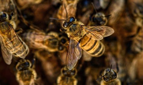 Do bees really hate cinnamon?