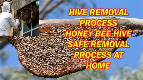 Do bees remove dead bees from hive?