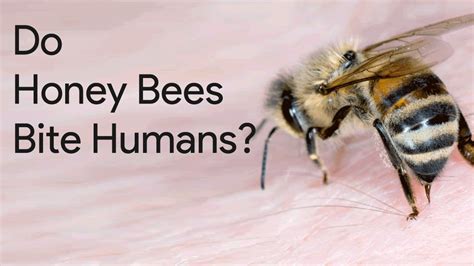 Do bees respect humans?