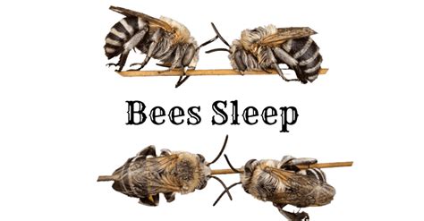 Do bees sleep when its dark?