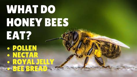 Do bees smell food?