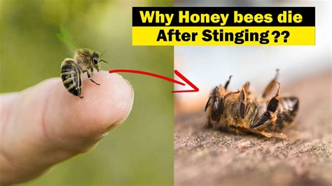 Do bees sometimes regret stinging?