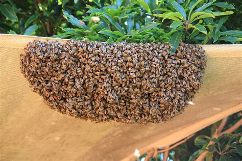Do bees swarm in July?