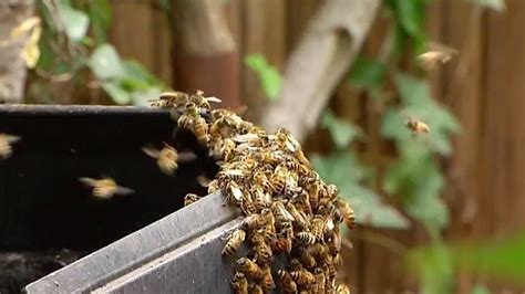 Do bees swarm in the rain?