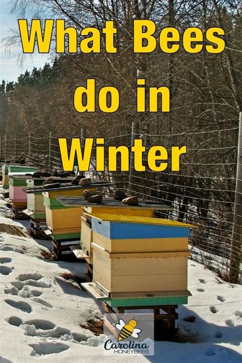 Do bees swarm in winter?