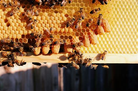 Do bees swarm when a new queen is born?