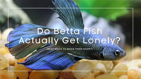Do betta fish feel lonely?
