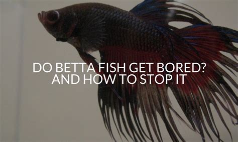 Do betta fish get bored?