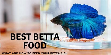 Do betta fish have memories?