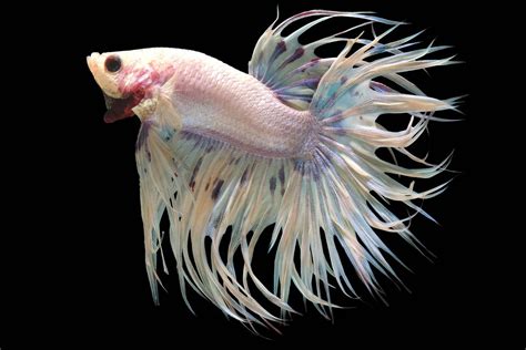 Do betta fish know their name?