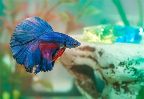 Do betta fish like it when you talk to them?