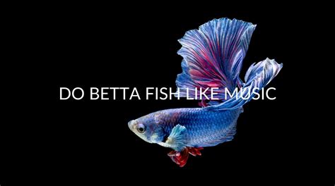 Do betta fish like music?