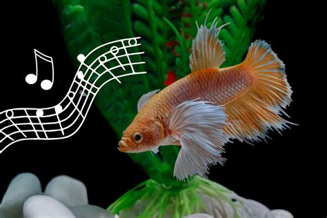 Do betta fish like to dance?