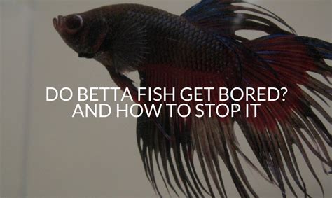 Do bettas get bored?