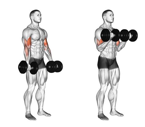 Do bicep curls affect growth?