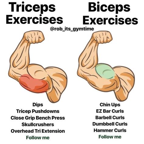 Do biceps grow faster than triceps?