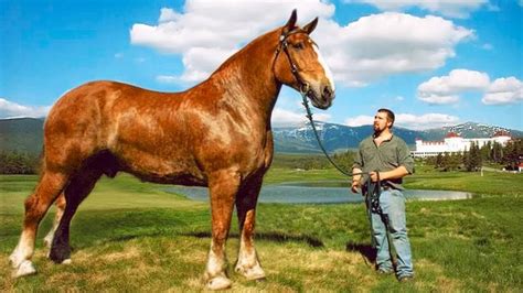 Do bigger horses live longer?