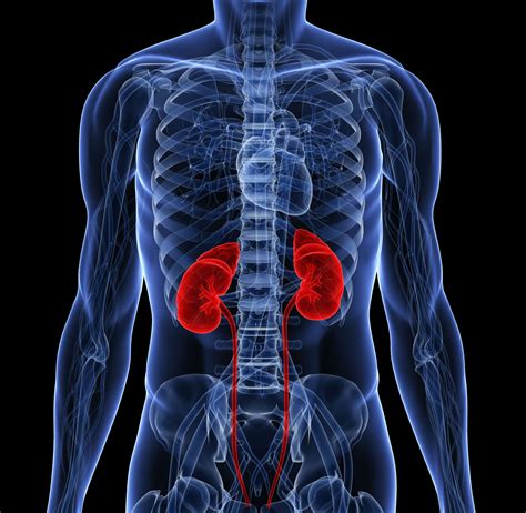 Do bigger people have bigger kidneys?