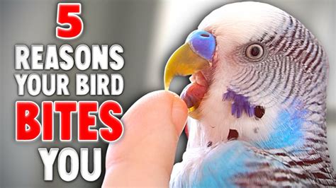 Do birds bite playfully?