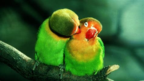 Do birds enjoy kisses?