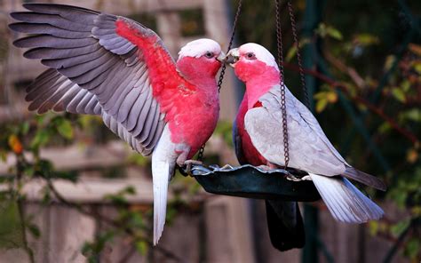 Do birds feel romantic love?