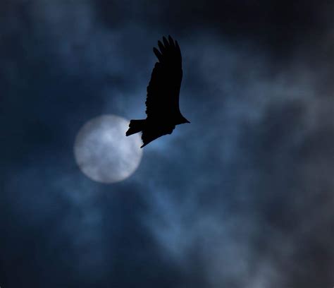 Do birds fly around in the dark?