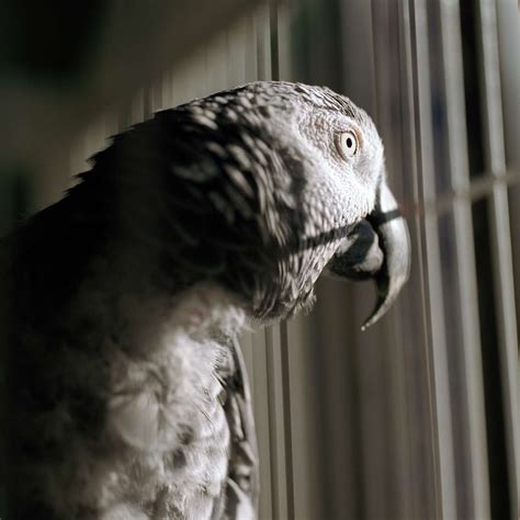 Do birds get sad in cage?