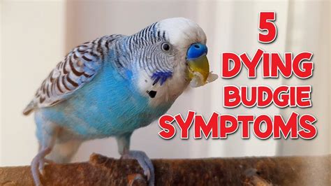 Do birds get sick when molting?