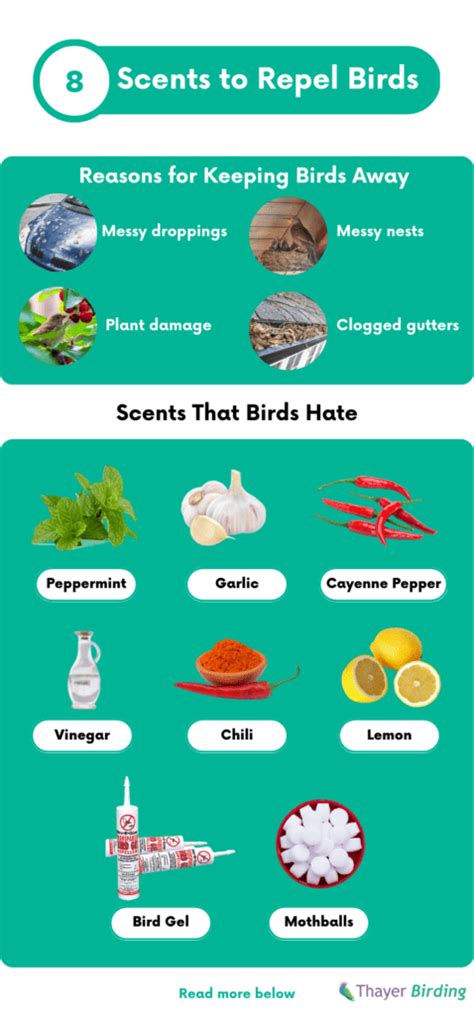 Do birds hate peppermint?