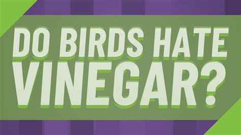 Do birds hate vinegar?