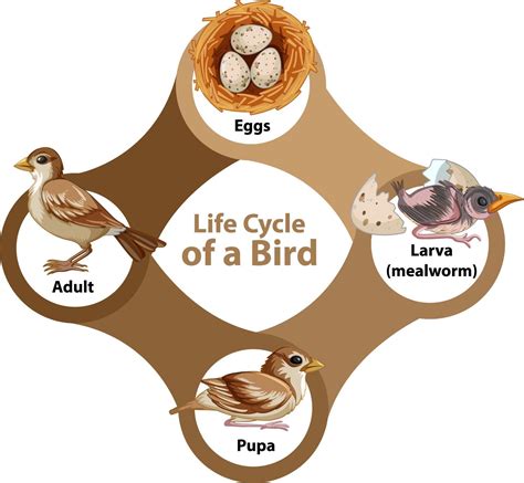 Do birds have a 4 stage life cycle?