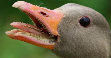 Do birds have teeth?