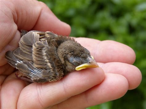 Do birds know when you're upset?