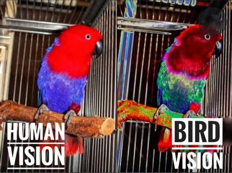 Do birds like a certain color light?