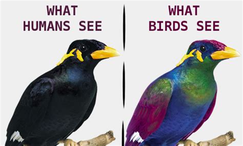 Do birds like lights on or off?