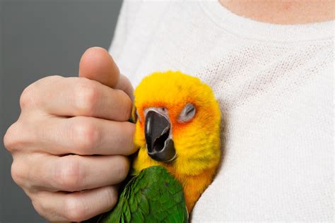 Do birds like to be touched?