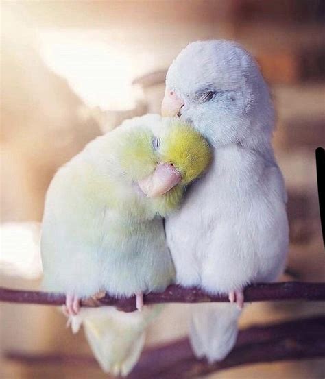 Do birds like to cuddle with humans?