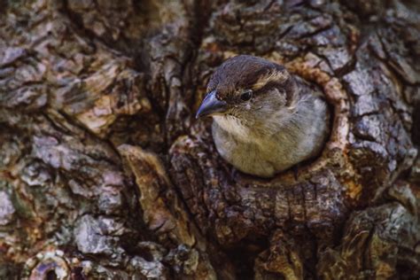 Do birds like to sleep in the dark?