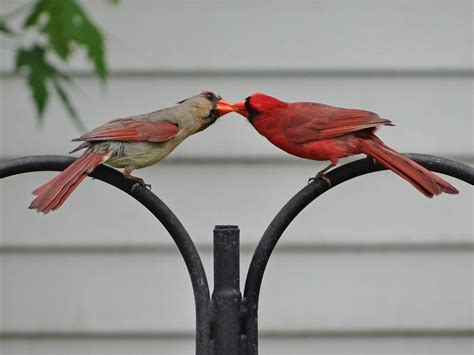 Do birds like when you kiss them?