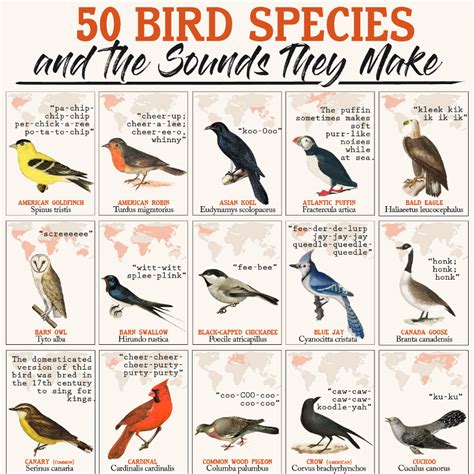 Do birds like when you look at them?