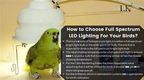 Do birds need natural light?