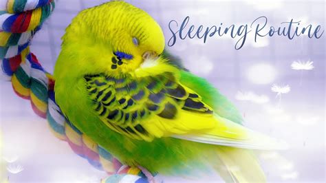 Do birds need quiet to sleep?