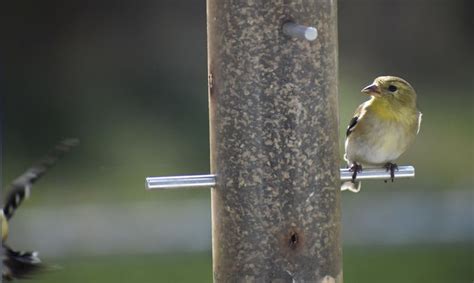 Do birds remember feeder locations?