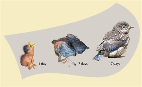Do birds show age?